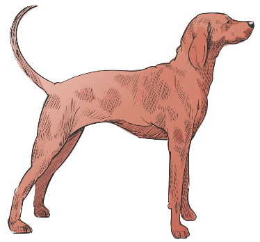 cropped-Lucis-Greyhound-2.png http://luciasighome.com/wp-content/uploads/2025/06/cropped-Lucis-Greyhound-2.png
