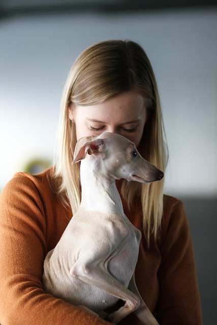 dog-6734749_640